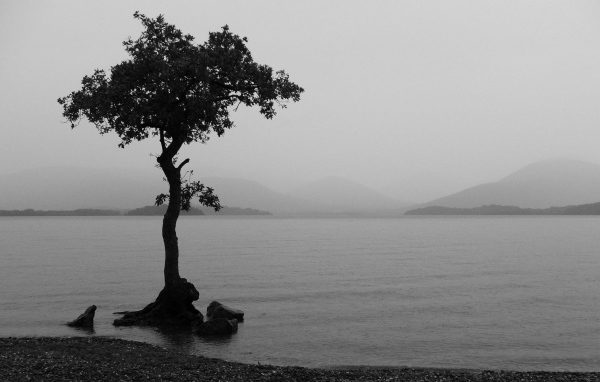 Одно дерево