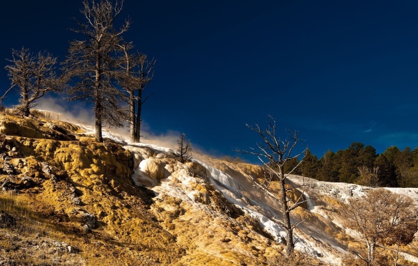 Сосны на возвышености