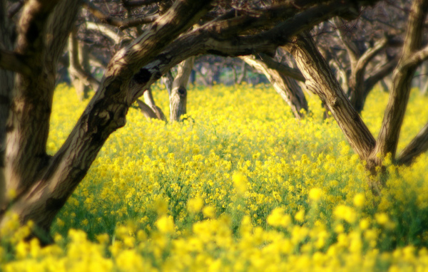 Летний сад в цветах