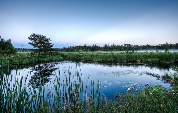 Болотистые места