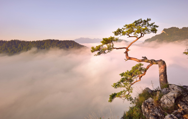 Дерево на обрыве