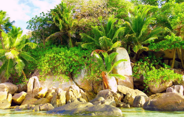 Природа тропиков