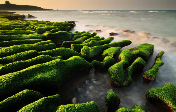Водопосли на камнях