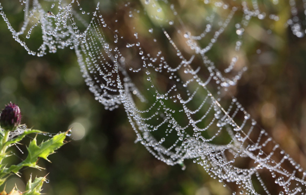 Водяные бусы