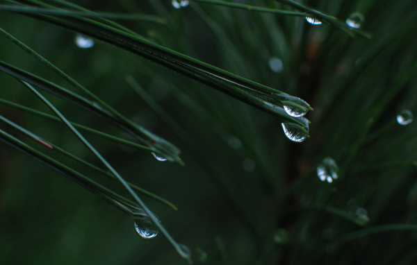 После дождя