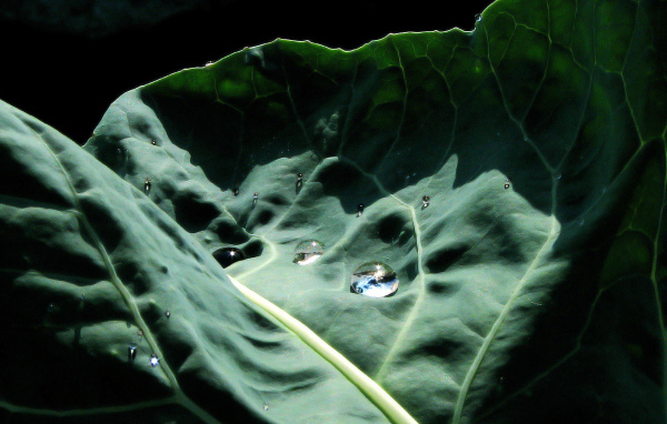 Капустный лист