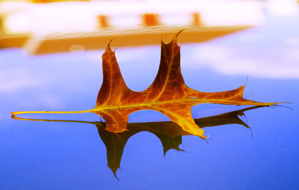 Засохший листок