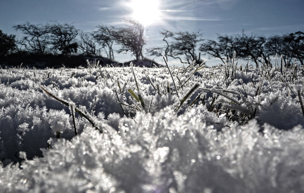 Замерзшая трава