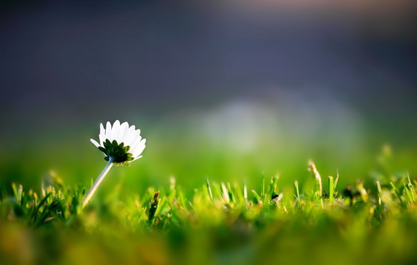 Трава и одинокий цветок