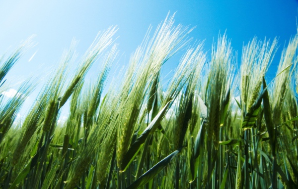 Зеленые колоски