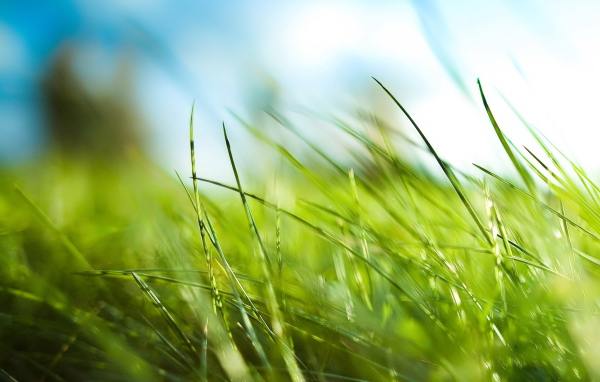 Зеленая трава
