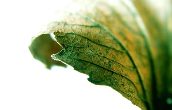 Листик крупным планом