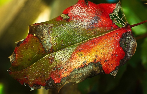 Яркий листик