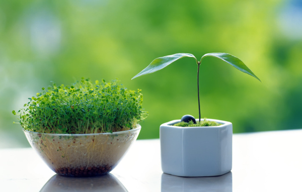 Горшочки с зеленью