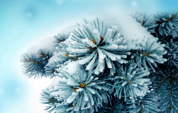 Колючая ветка