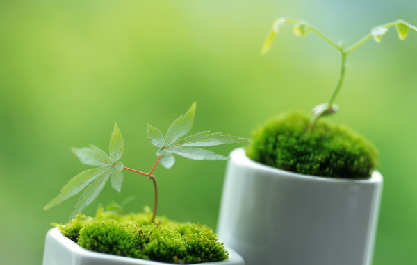 Ростки в горшочках