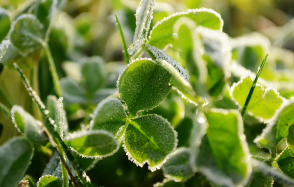 Трава под инеем