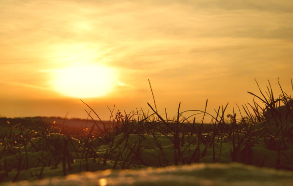 Сквозь снег