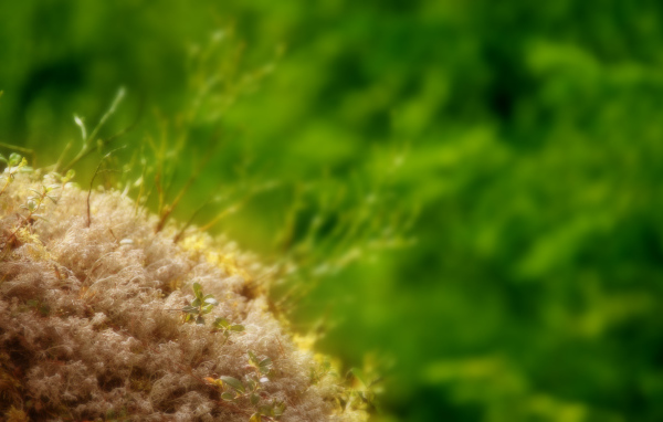 Маленькие ростки