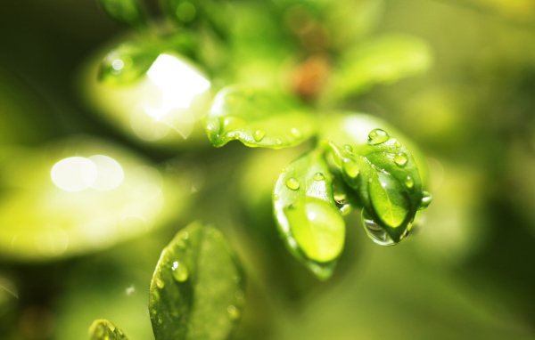 Мокрые листочки