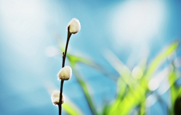 Ветка вербы