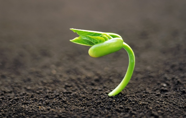 Молодой росток