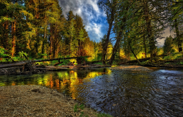 Лесная речка