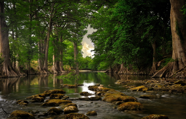 Речка и лес