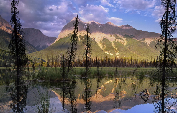 Болото в лесу