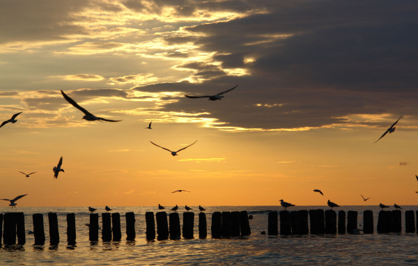 Чайки на закате