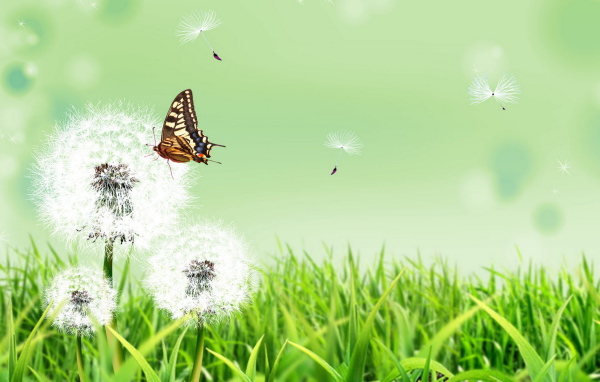 Бабочка и одуванчики