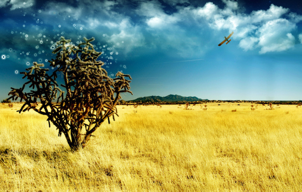 Волшебное дерево