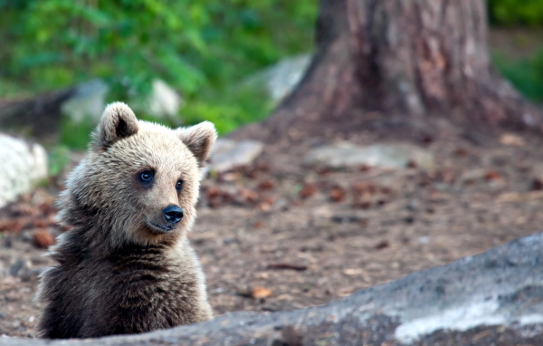 Медвежонок в лесу