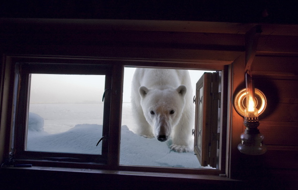 Медведь в окне
