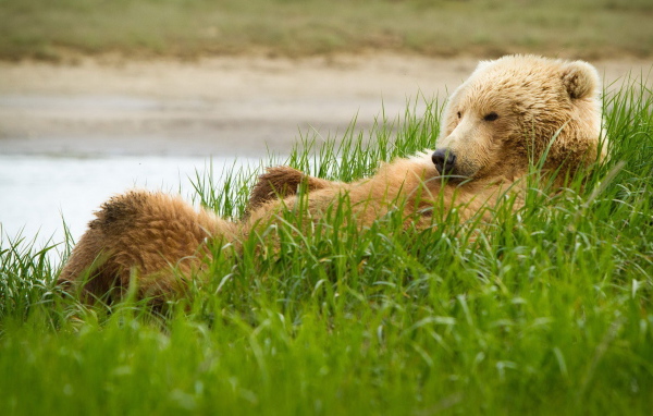 Медведь в траве