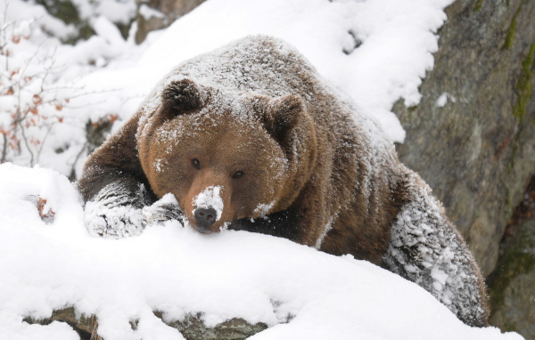 Могучий медведь