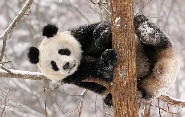 Панда на дереве