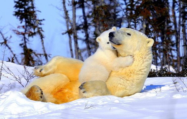 Белая медведица