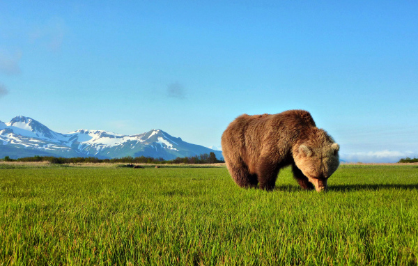 Бурый медведь