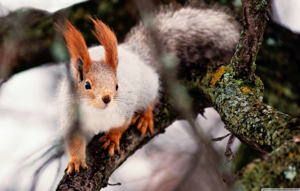 Ловкая белка