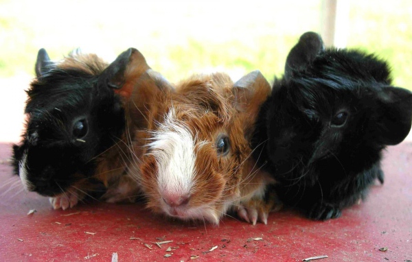 Морские свинки