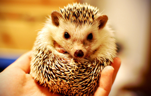 Колючий ежик