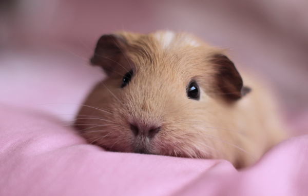 Спящая морская свинка