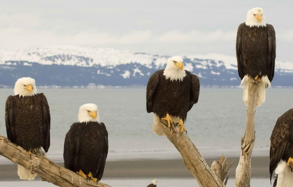 Белоголовый Орлан