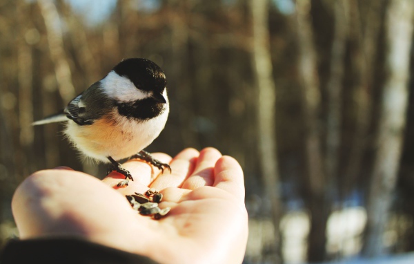 Птичка на ладони