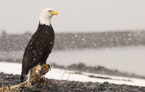 Крылатый хищник