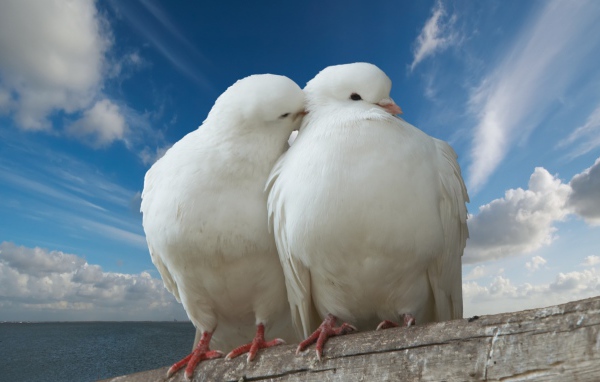 Голубь и голубка