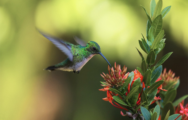 Колибри у цветка