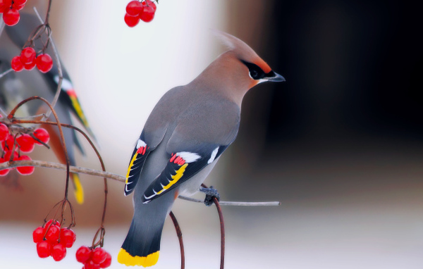 Обыкновенный свиристель