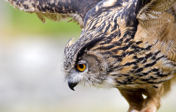 Филин на охоте